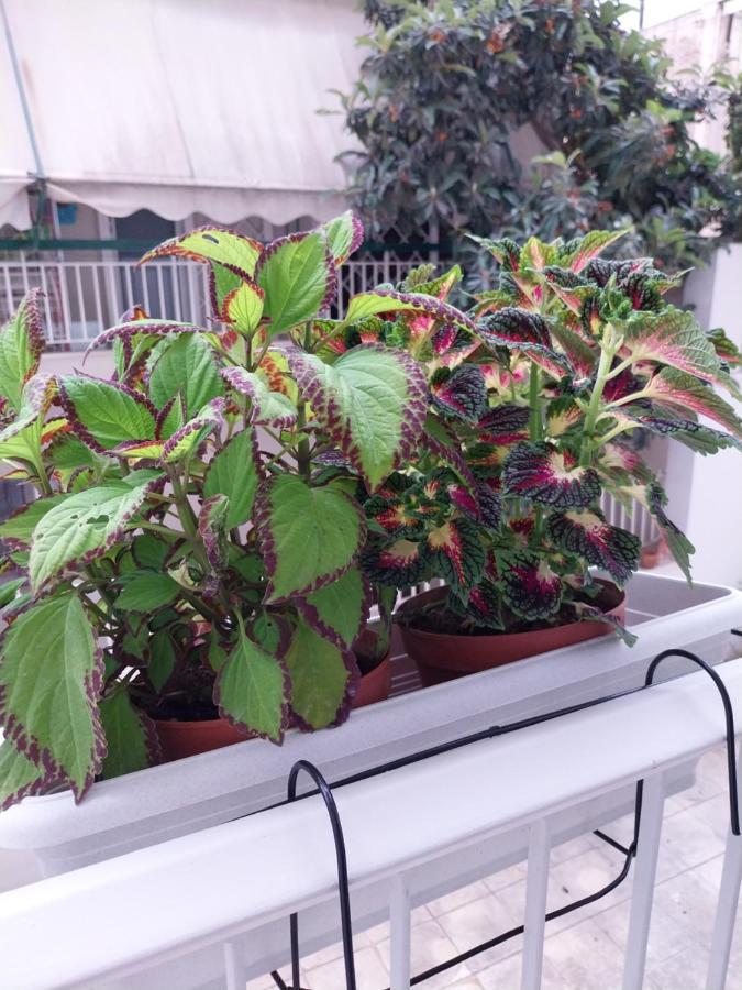 Athens Lovio Apartment Εξωτερικό φωτογραφία